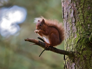 Fondo de pantalla Red Squirrel 320x240