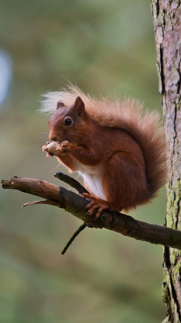 Red Squirrel wallpaper 360x640
