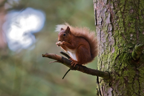 Red Squirrel wallpaper 480x320