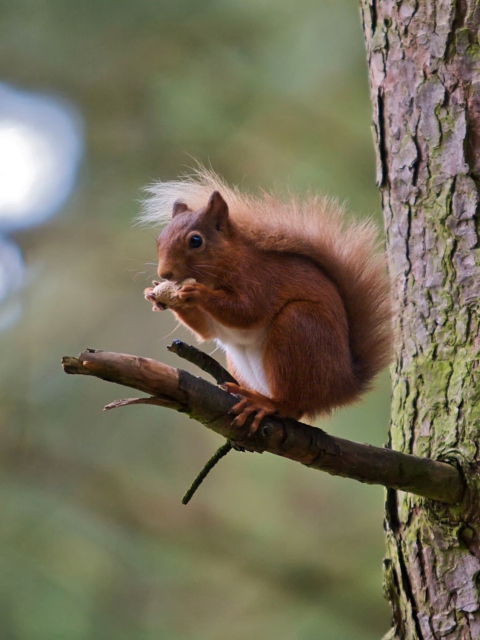 Red Squirrel wallpaper 480x640