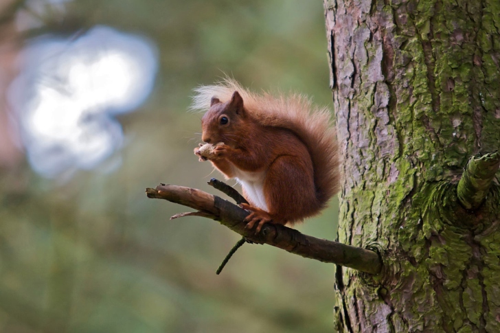 Обои Red Squirrel