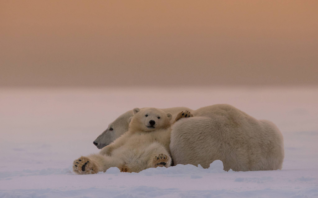 Das White Bears Family Wallpaper 1280x800