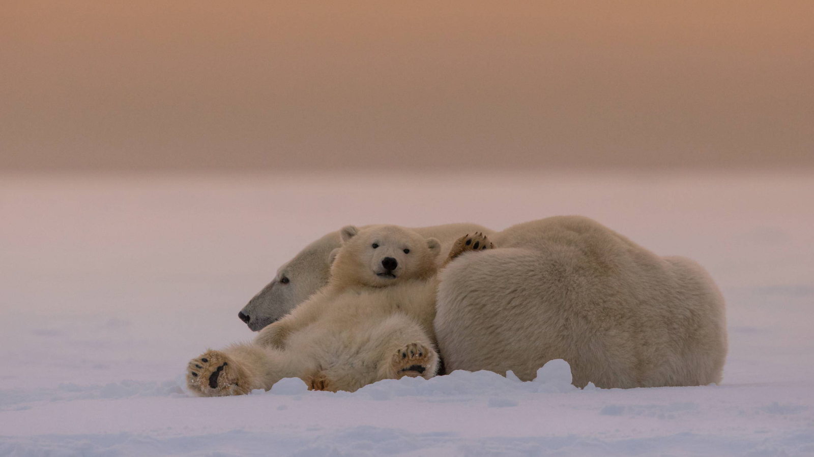 White Bears Family screenshot #1 1600x900