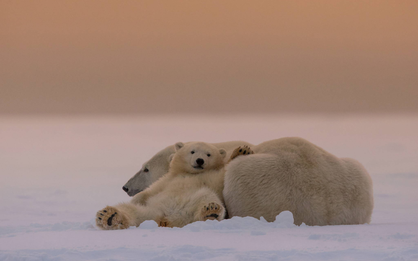 Fondo de pantalla White Bears Family 1680x1050