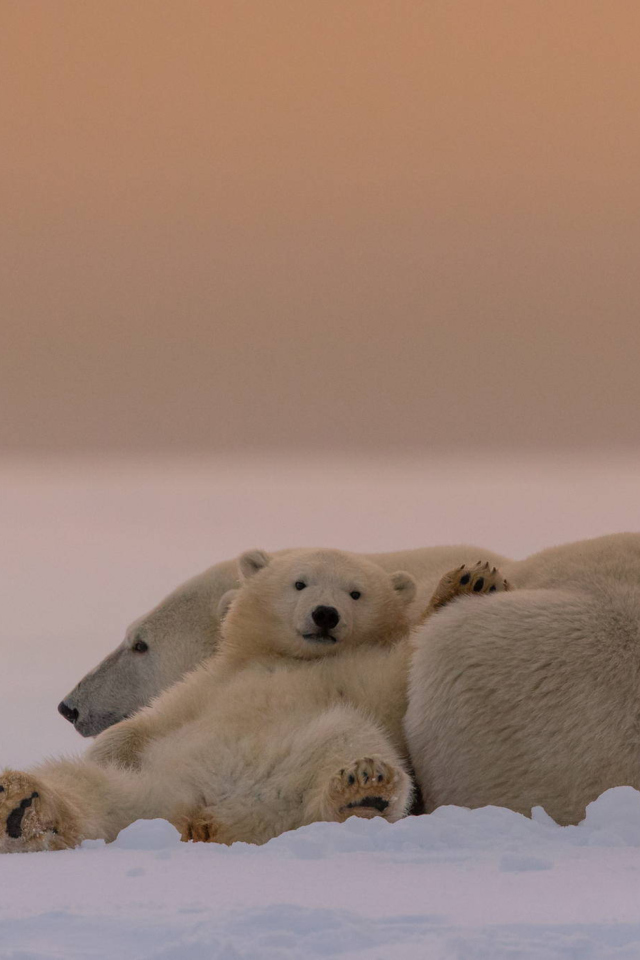 Fondo de pantalla White Bears Family 640x960