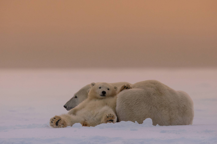 White Bears Family screenshot #1