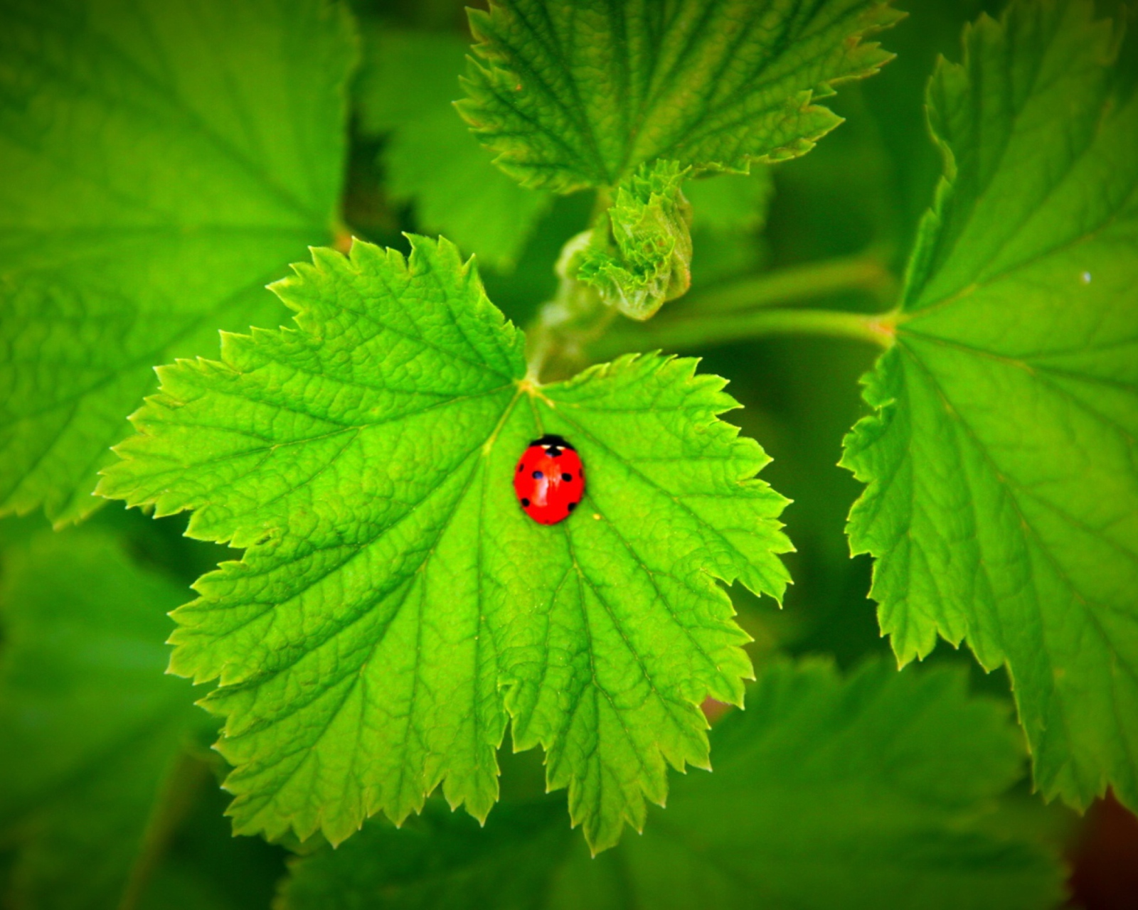 Screenshot №1 pro téma Red Ladybug On Green Leaf 1600x1280