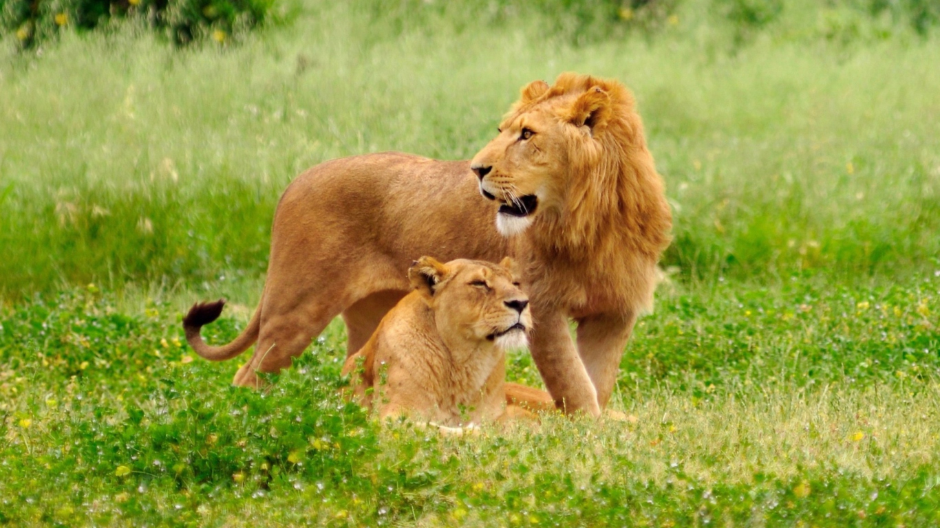 Fondo de pantalla Lion And Lioness 1366x768