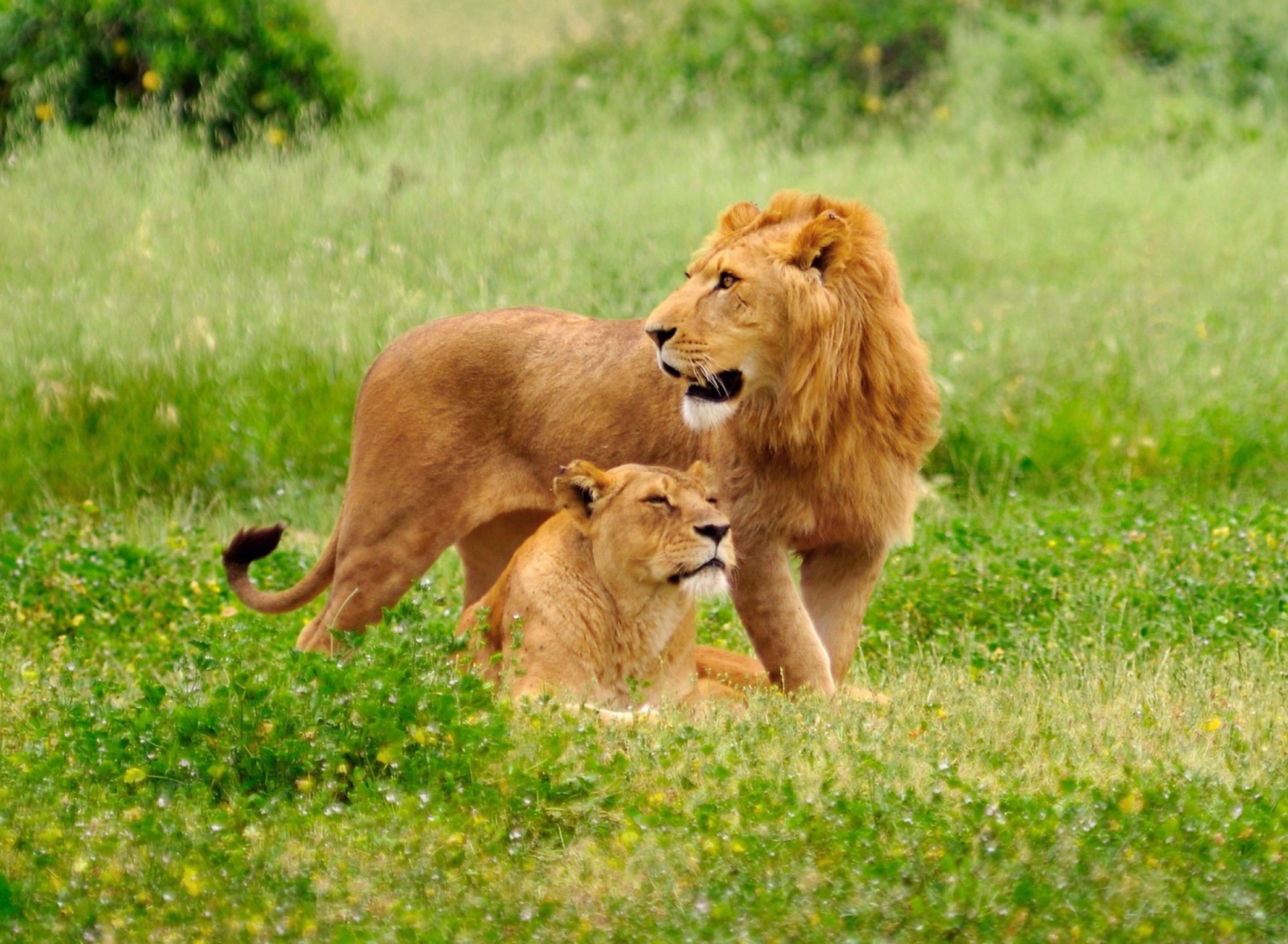 Lion And Lioness wallpaper 1920x1408