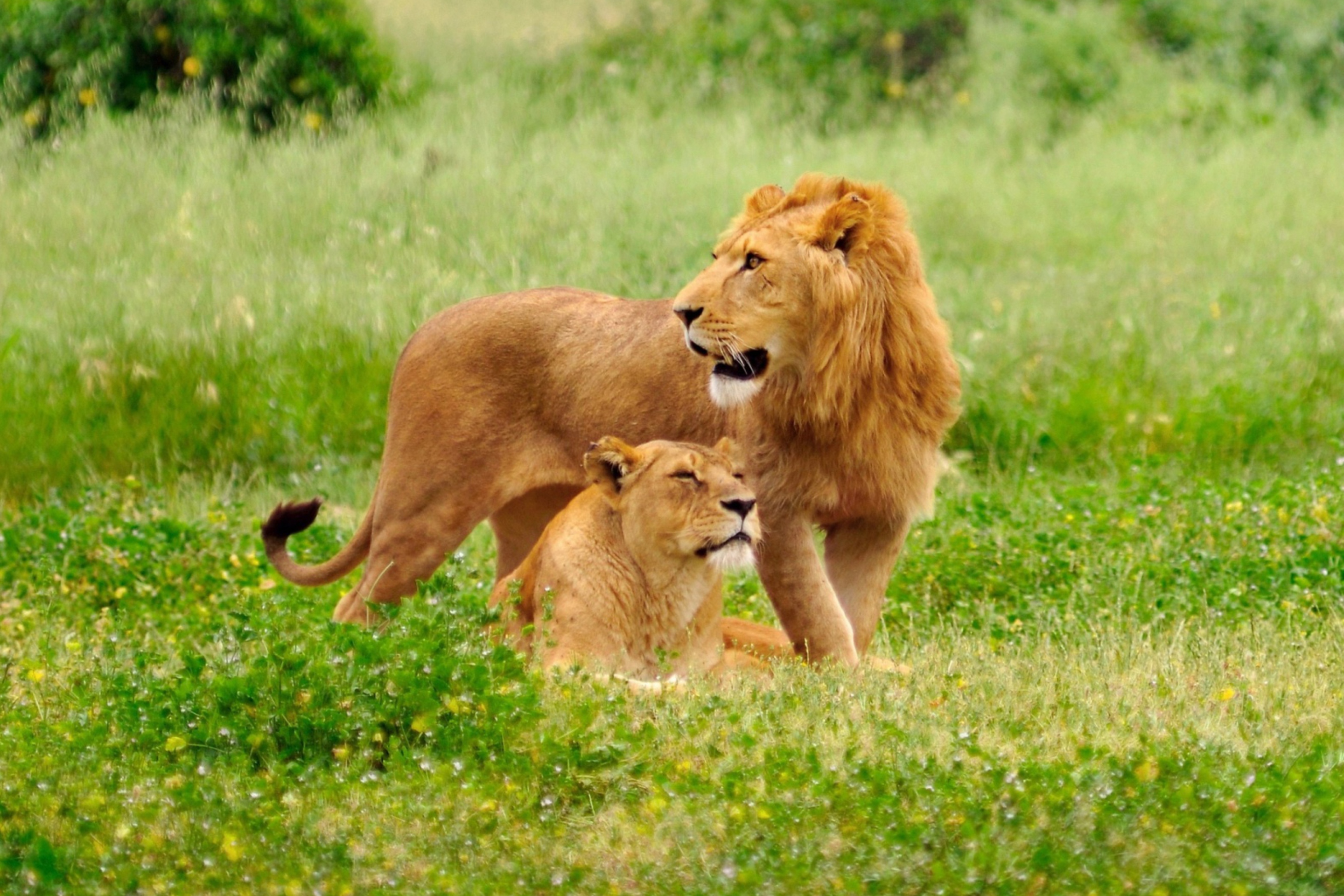 Fondo de pantalla Lion And Lioness 2880x1920