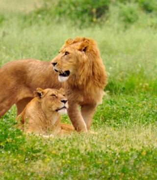 Lion And Lioness - Obrázkek zdarma pro iPhone 5S