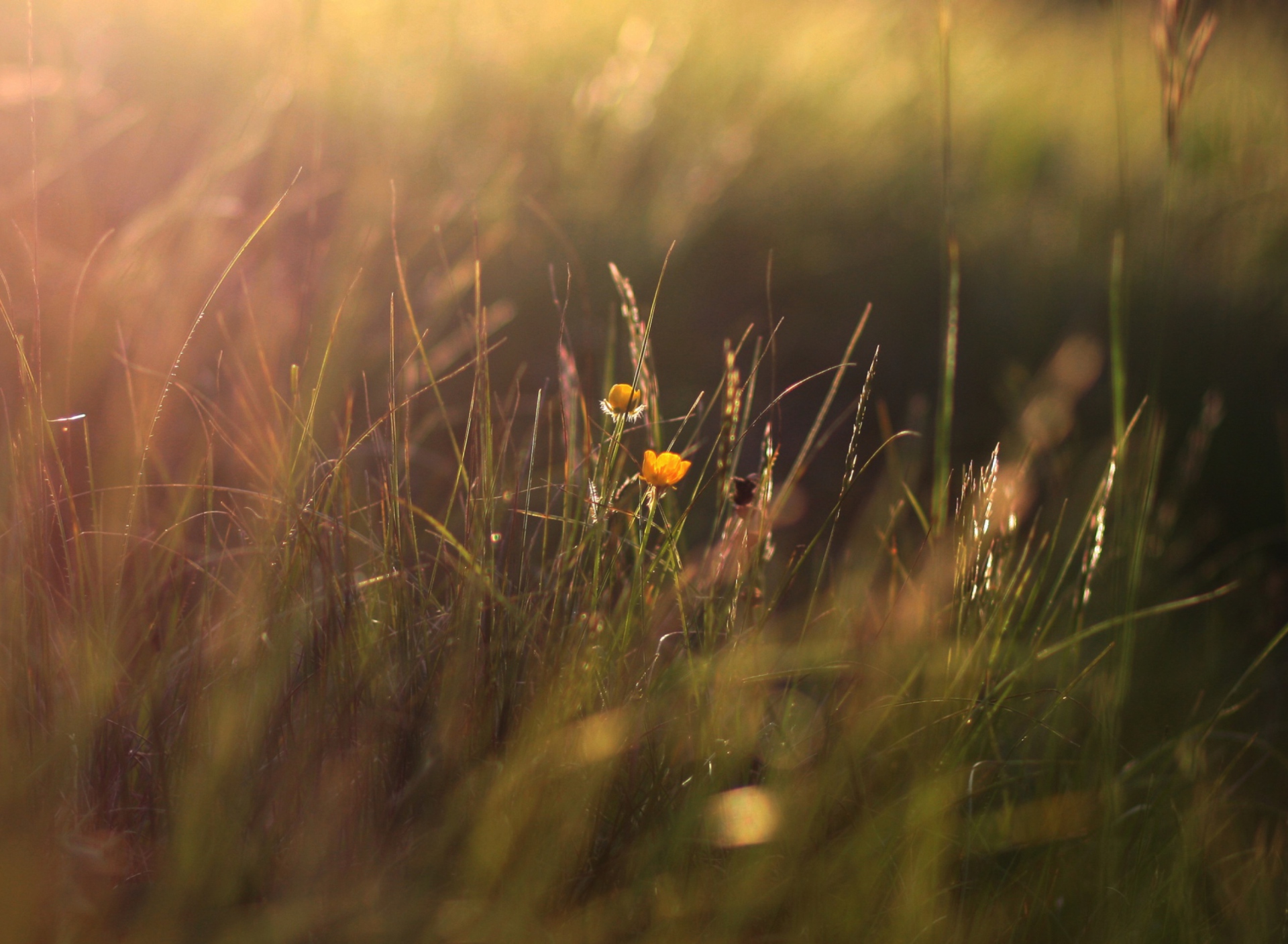 Fondo de pantalla Two Yellow Flowers In Green Field 1920x1408