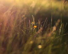 Fondo de pantalla Two Yellow Flowers In Green Field 220x176