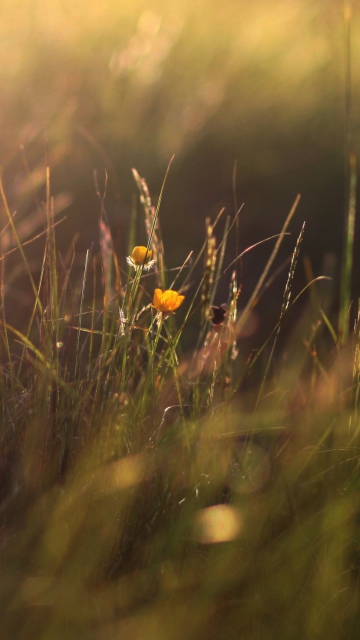 Screenshot №1 pro téma Two Yellow Flowers In Green Field 360x640