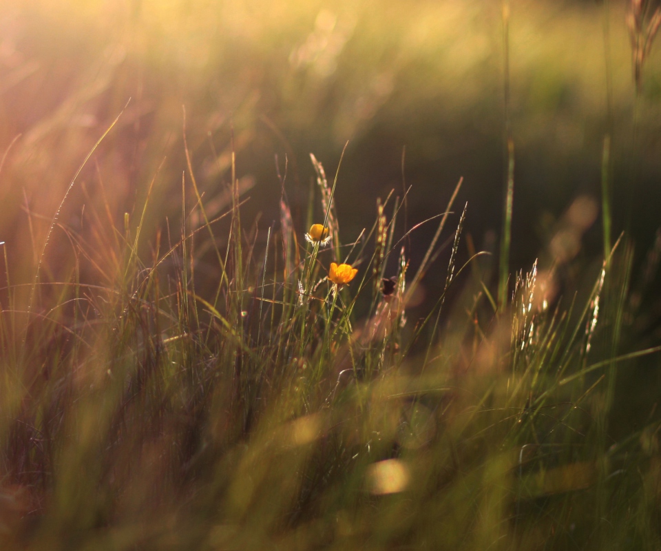 Two Yellow Flowers In Green Field screenshot #1 960x800