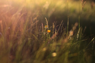 Two Yellow Flowers In Green Field - Obrázkek zdarma pro 1440x900