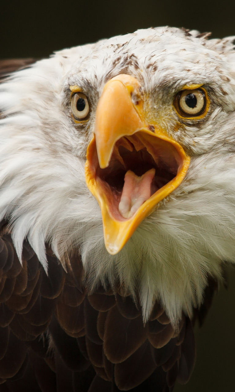 Das Eagle Wallpaper 768x1280