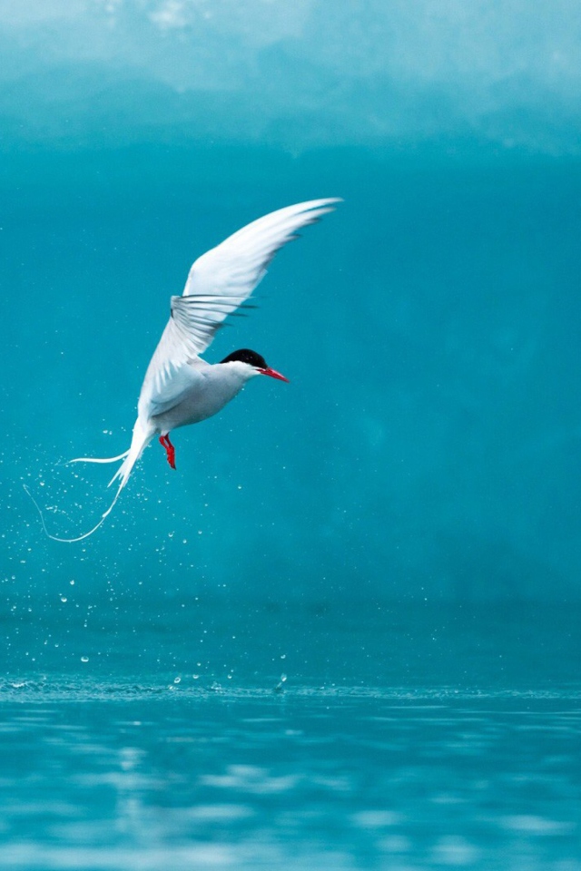 Screenshot №1 pro téma Arctic Tern 640x960