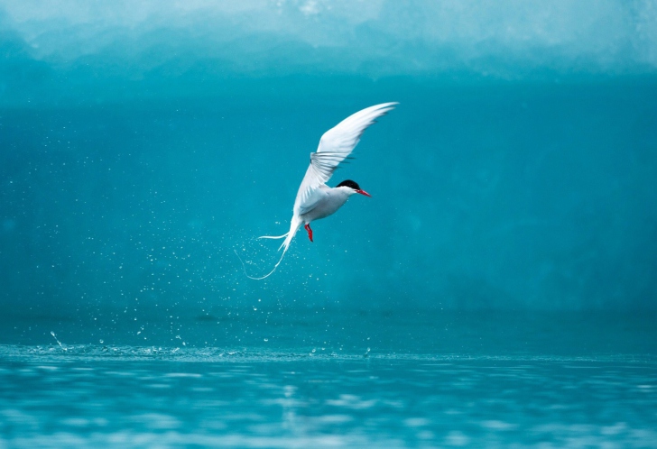 Sfondi Arctic Tern