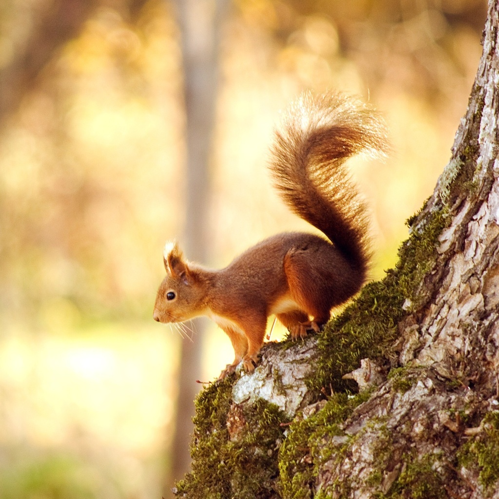 Nice Squirrel screenshot #1 1024x1024