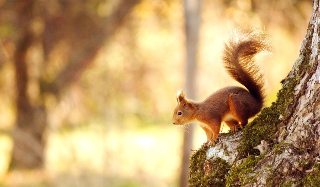 Das Nice Squirrel Wallpaper 1024x600