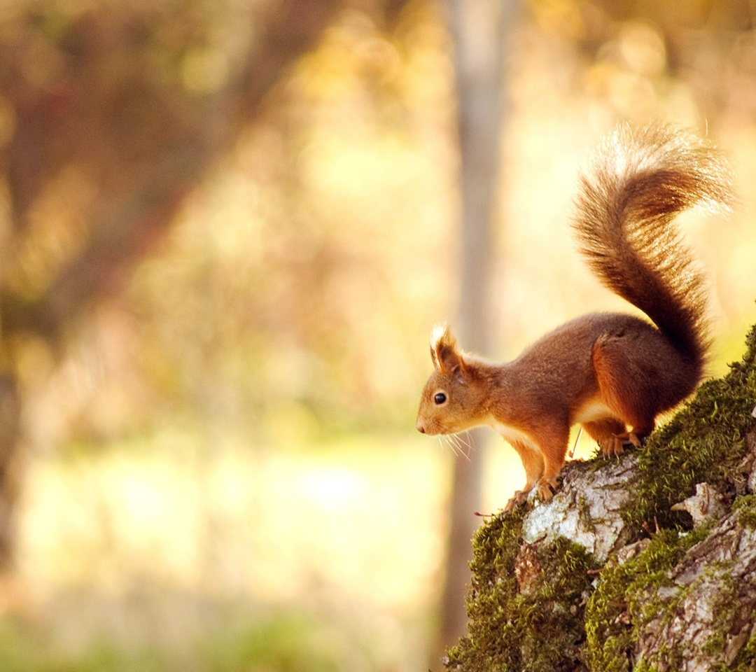 Das Nice Squirrel Wallpaper 1080x960