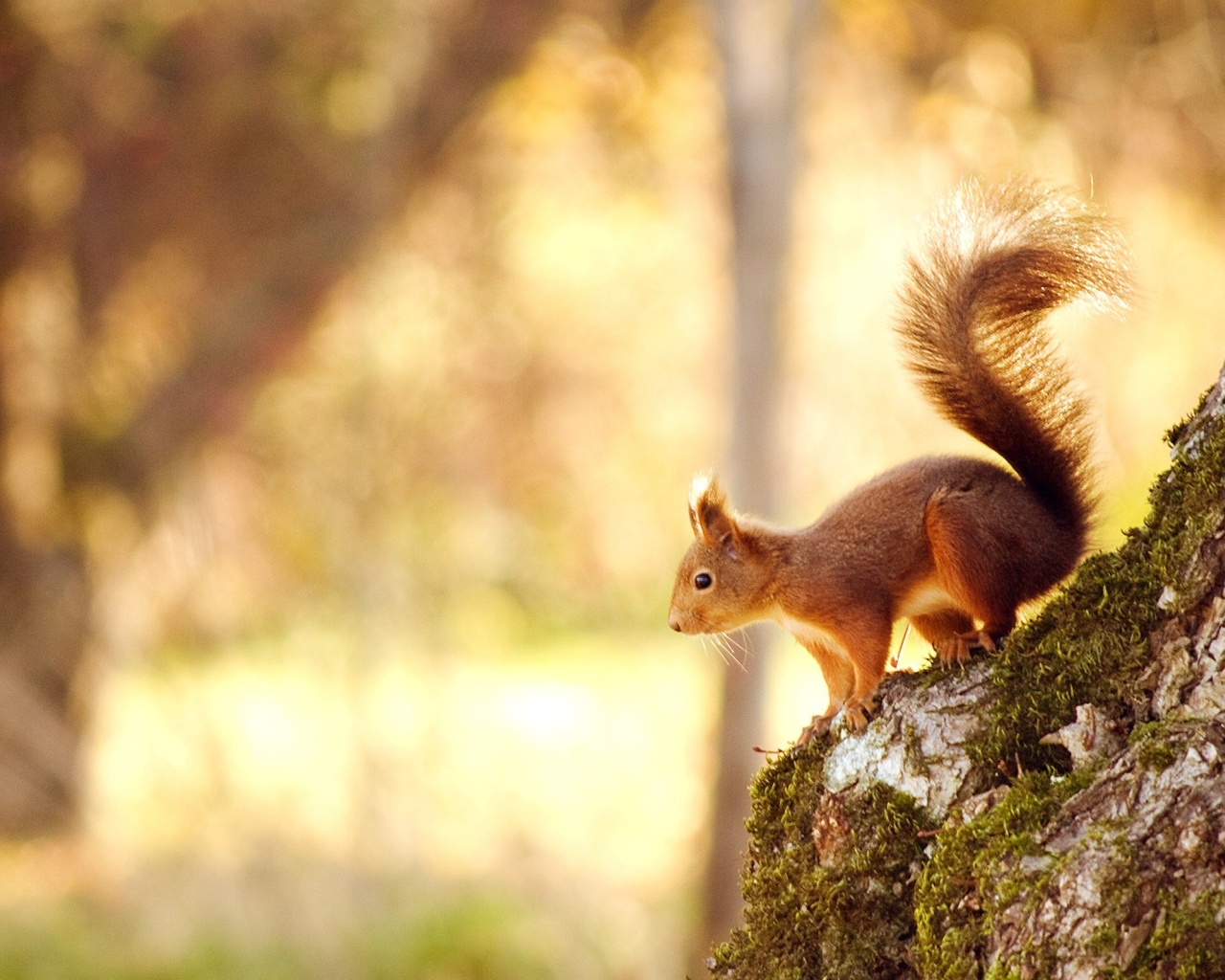 Das Nice Squirrel Wallpaper 1280x1024