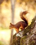 Das Nice Squirrel Wallpaper 128x160