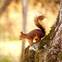 Das Nice Squirrel Wallpaper 208x208