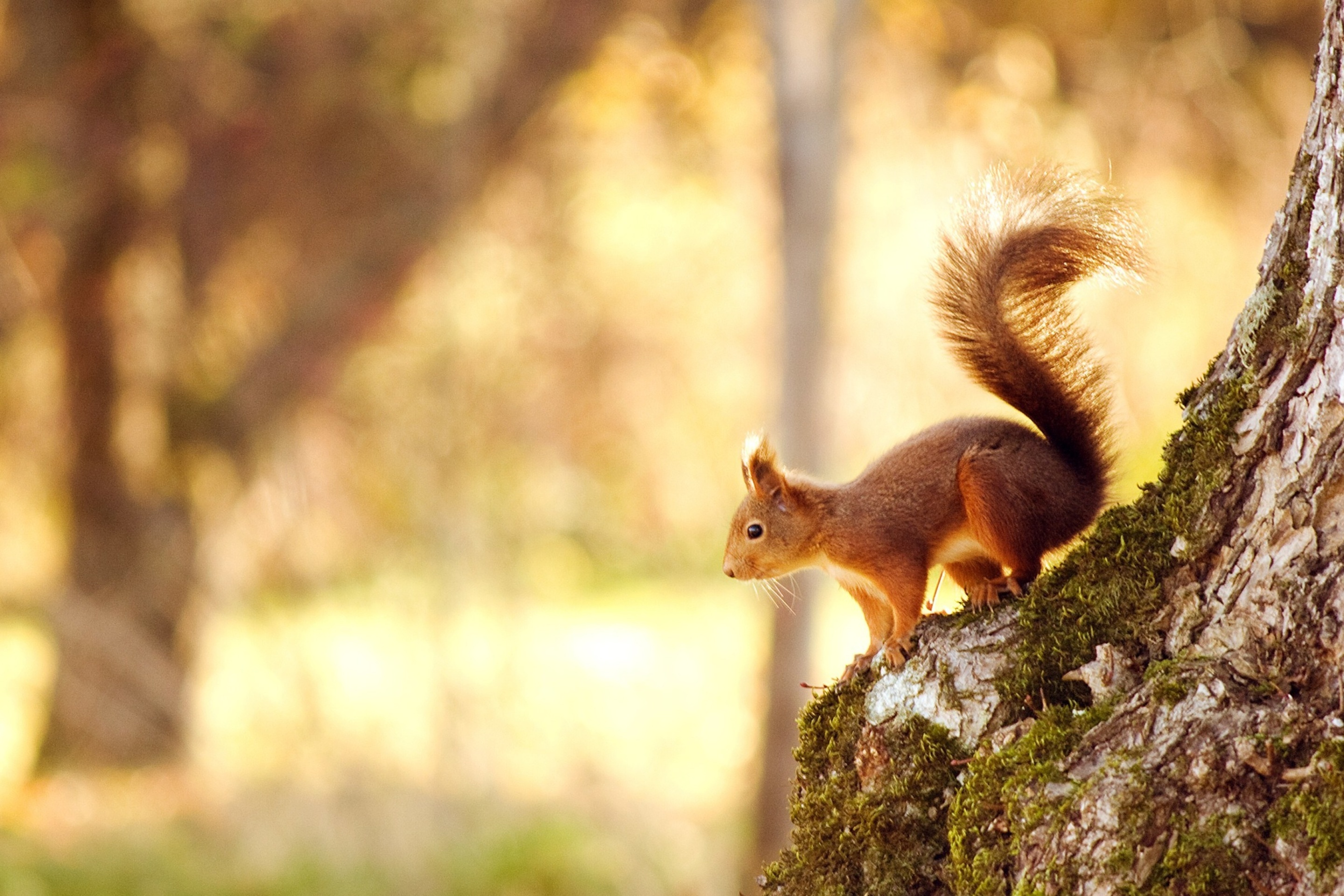 Das Nice Squirrel Wallpaper 2880x1920