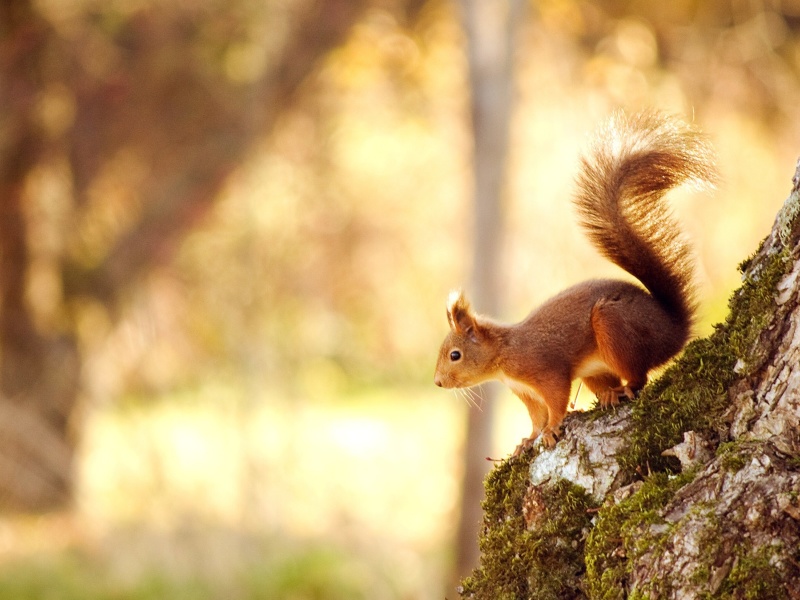 Fondo de pantalla Nice Squirrel 800x600