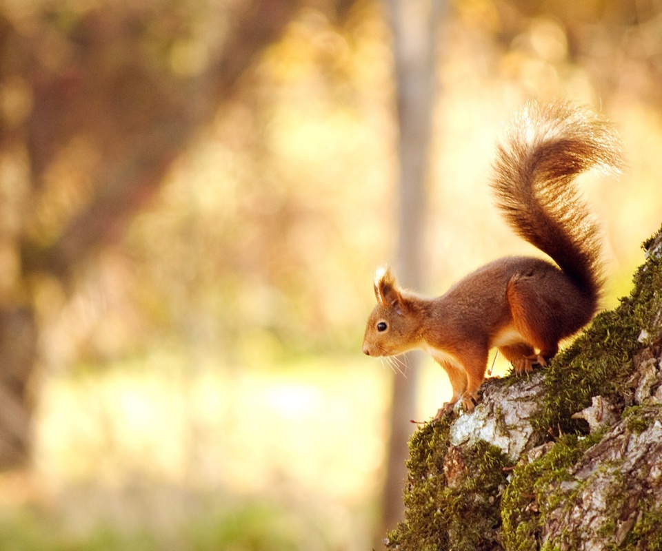 Das Nice Squirrel Wallpaper 960x800