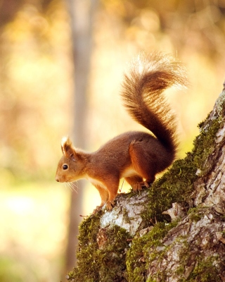 Nice Squirrel - Obrázkek zdarma pro iPhone 6 Plus