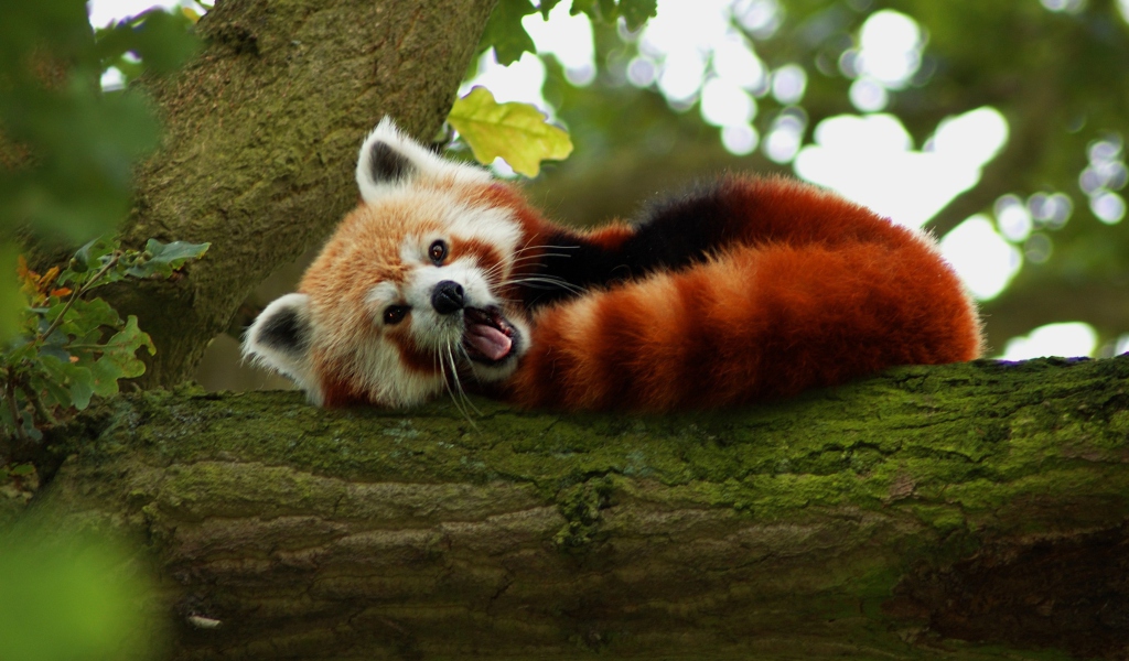 Das Red Panda Yawning Wallpaper 1024x600
