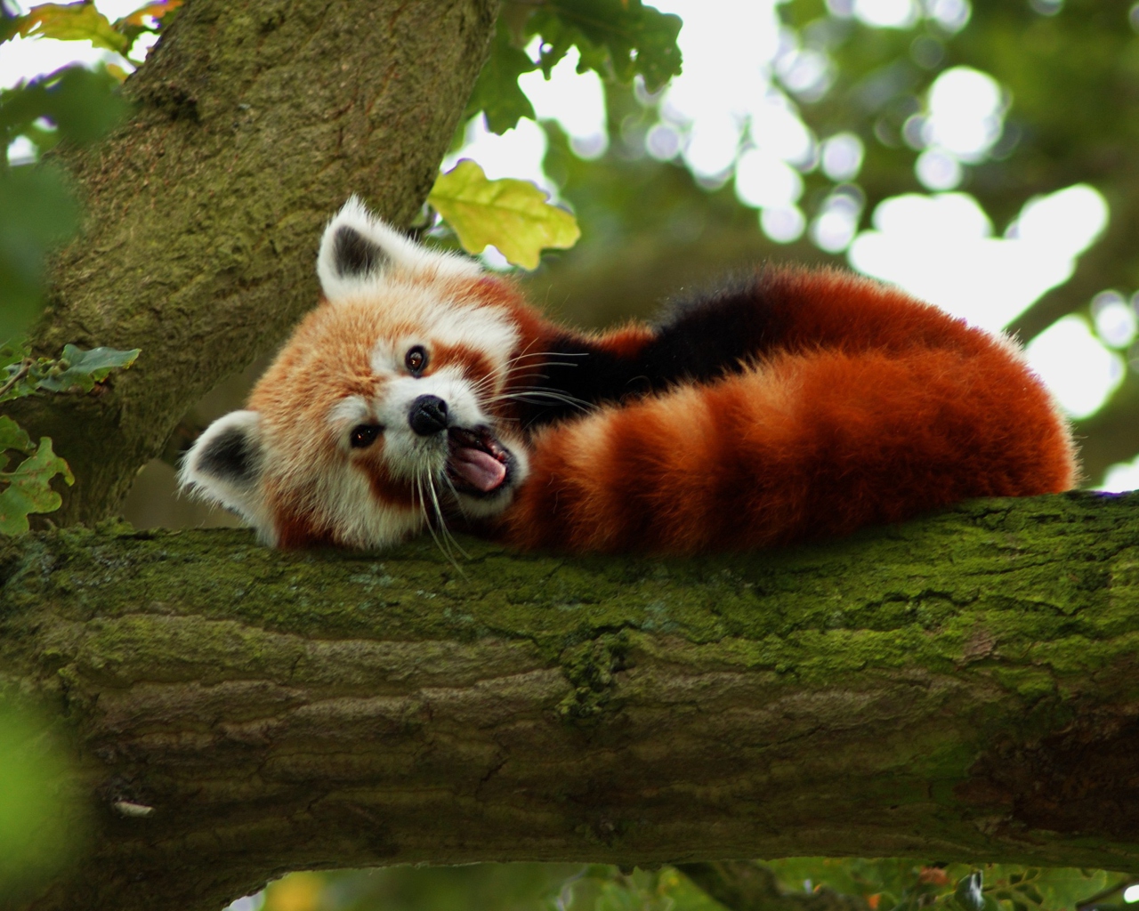 Sfondi Red Panda Yawning 1280x1024