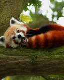 Fondo de pantalla Red Panda Yawning 128x160