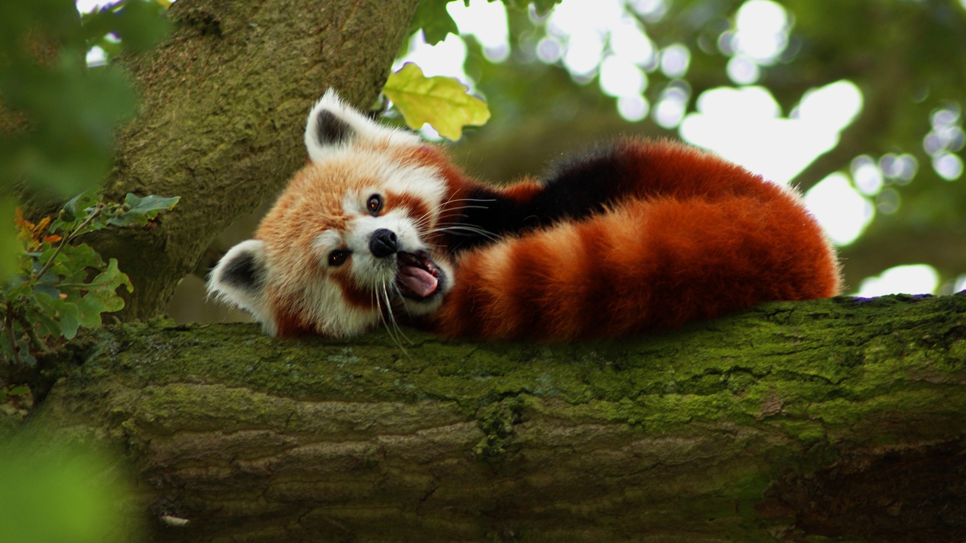 Fondo de pantalla Red Panda Yawning 1920x1080