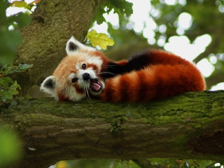 Обои Red Panda Yawning 320x240