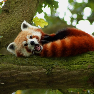 Red Panda Yawning Background for 2048x2048