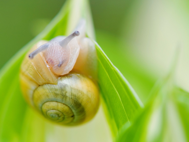 Snail screenshot #1 640x480