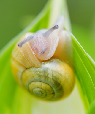 Snail - Obrázkek zdarma pro Nokia C1-02