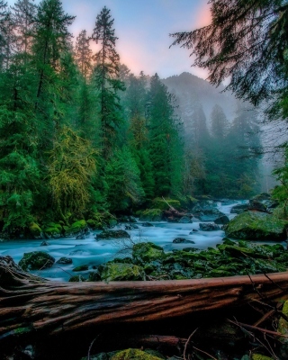 Kostenloses Forest River Wallpaper für iPhone 4