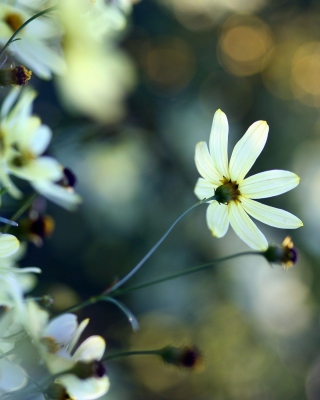 White Flowers - Obrázkek zdarma pro 240x400