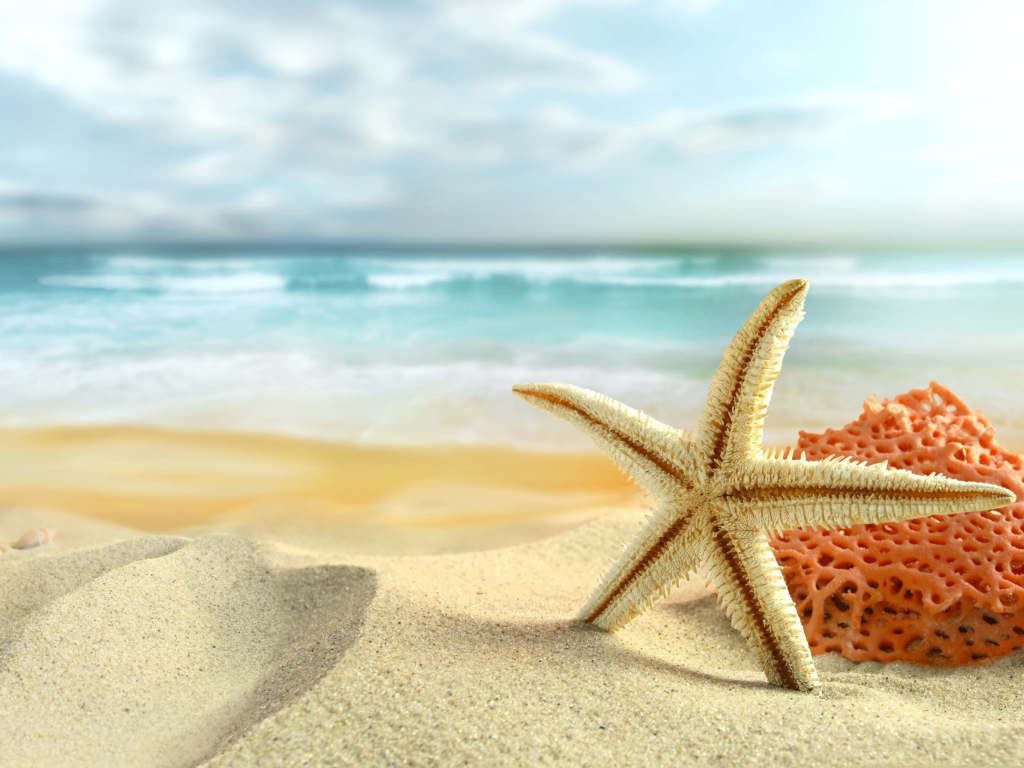 Fondo de pantalla Starfish On Beach 1024x768