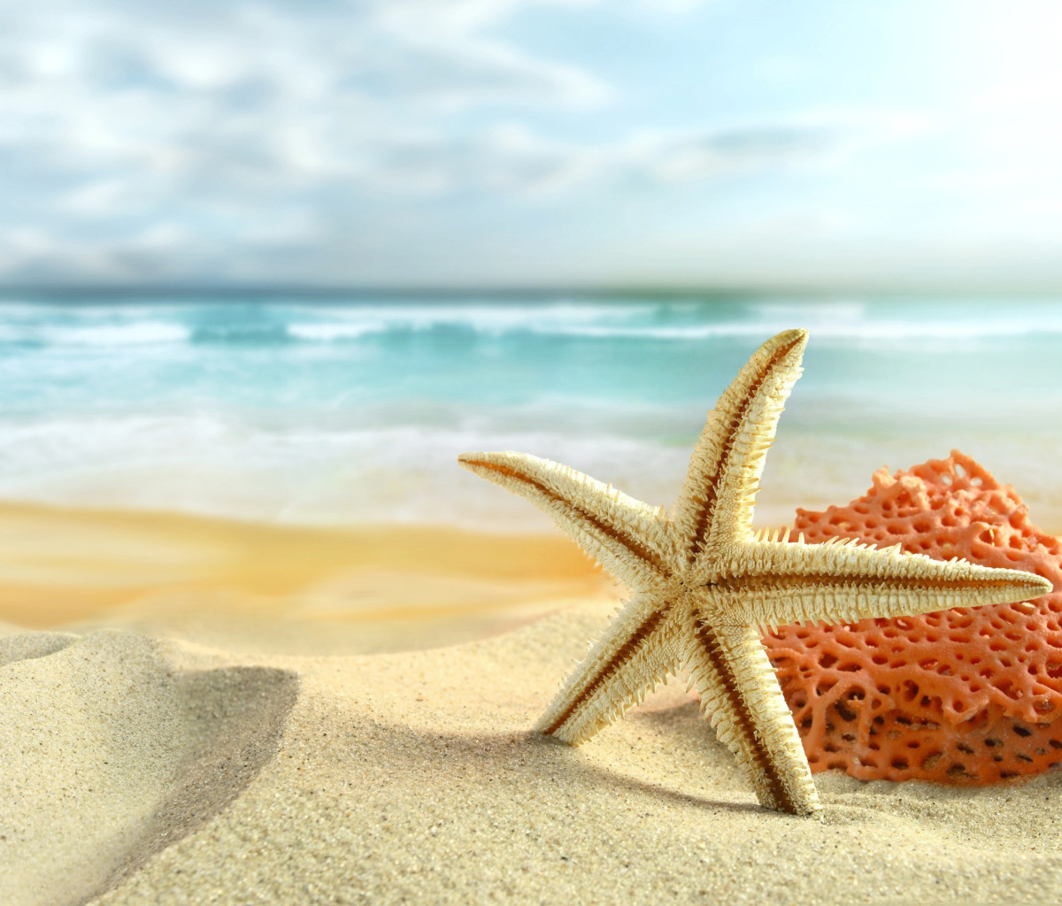 Sfondi Starfish On Beach 1200x1024