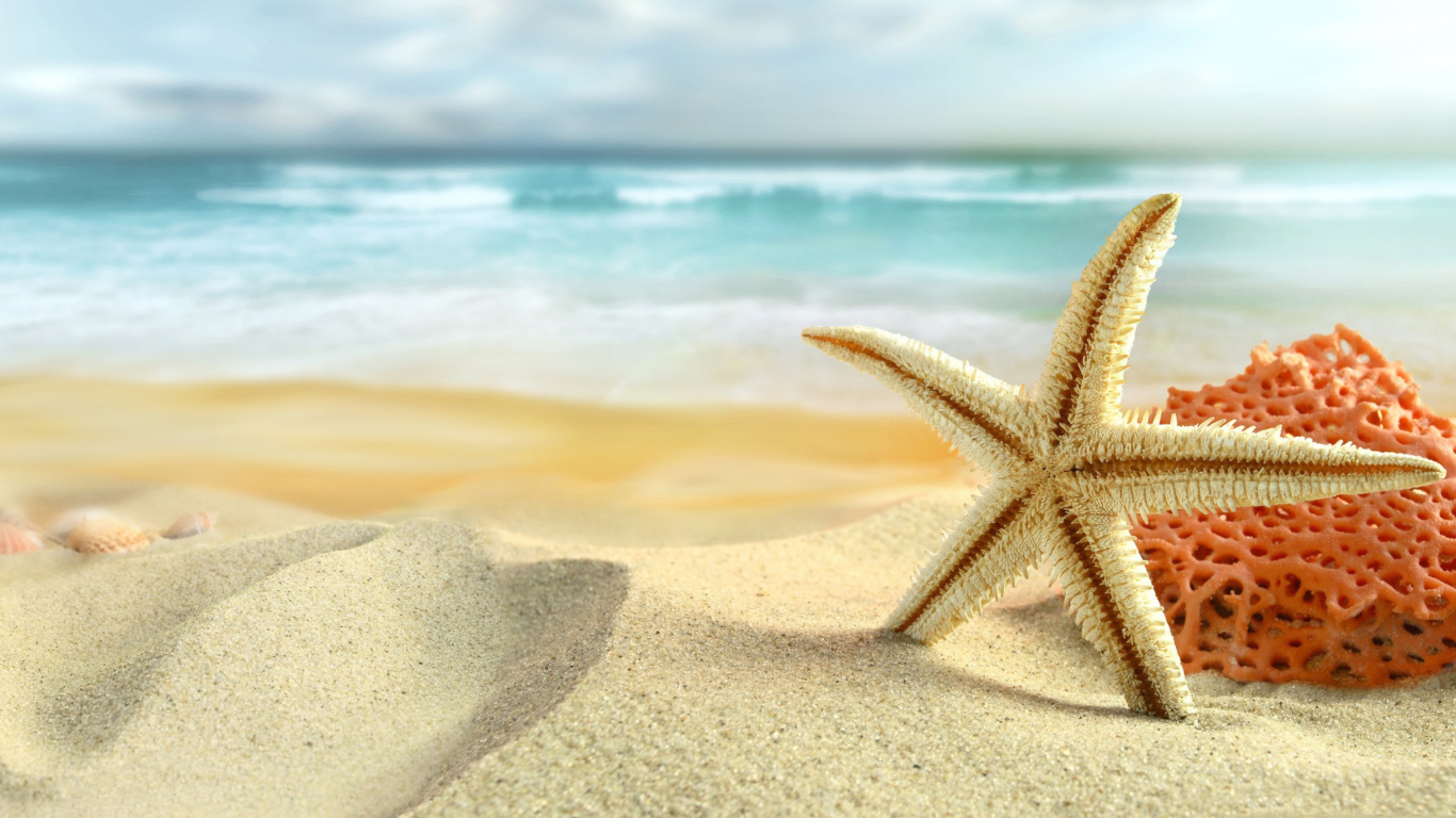 Обои Starfish On Beach 1366x768