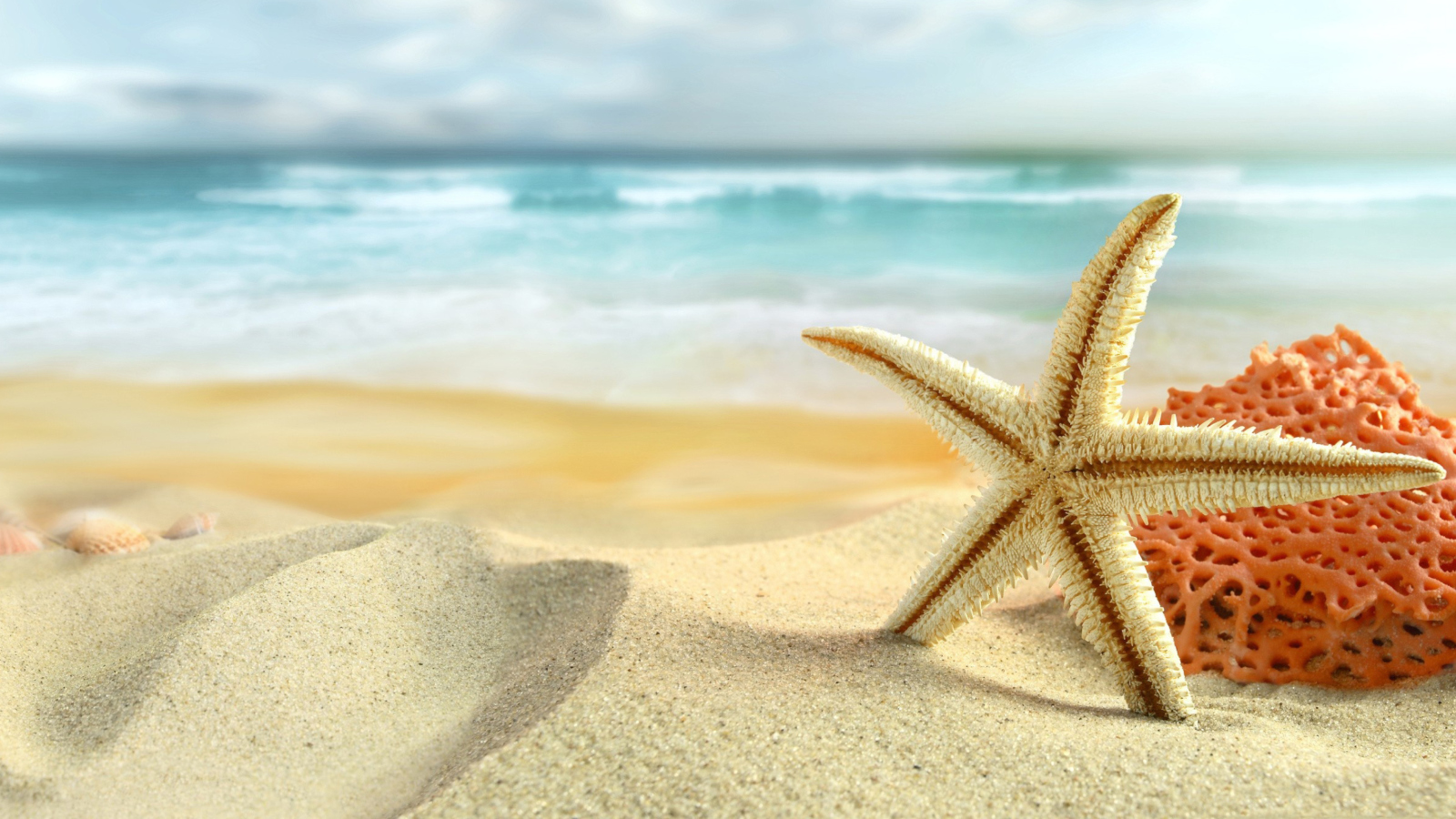 Screenshot №1 pro téma Starfish On Beach 1600x900
