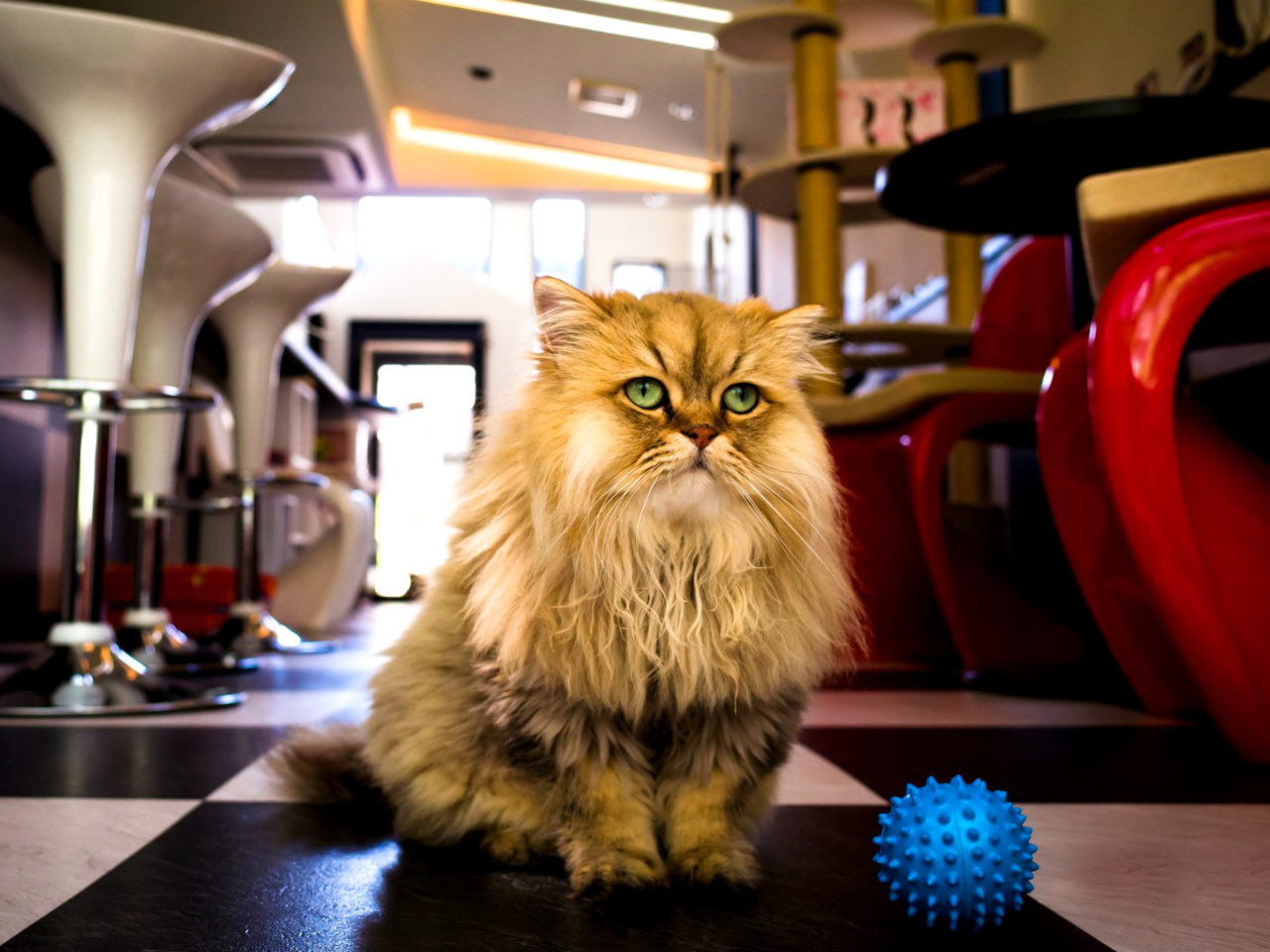 Fondo de pantalla Shaggy Cat 1280x960