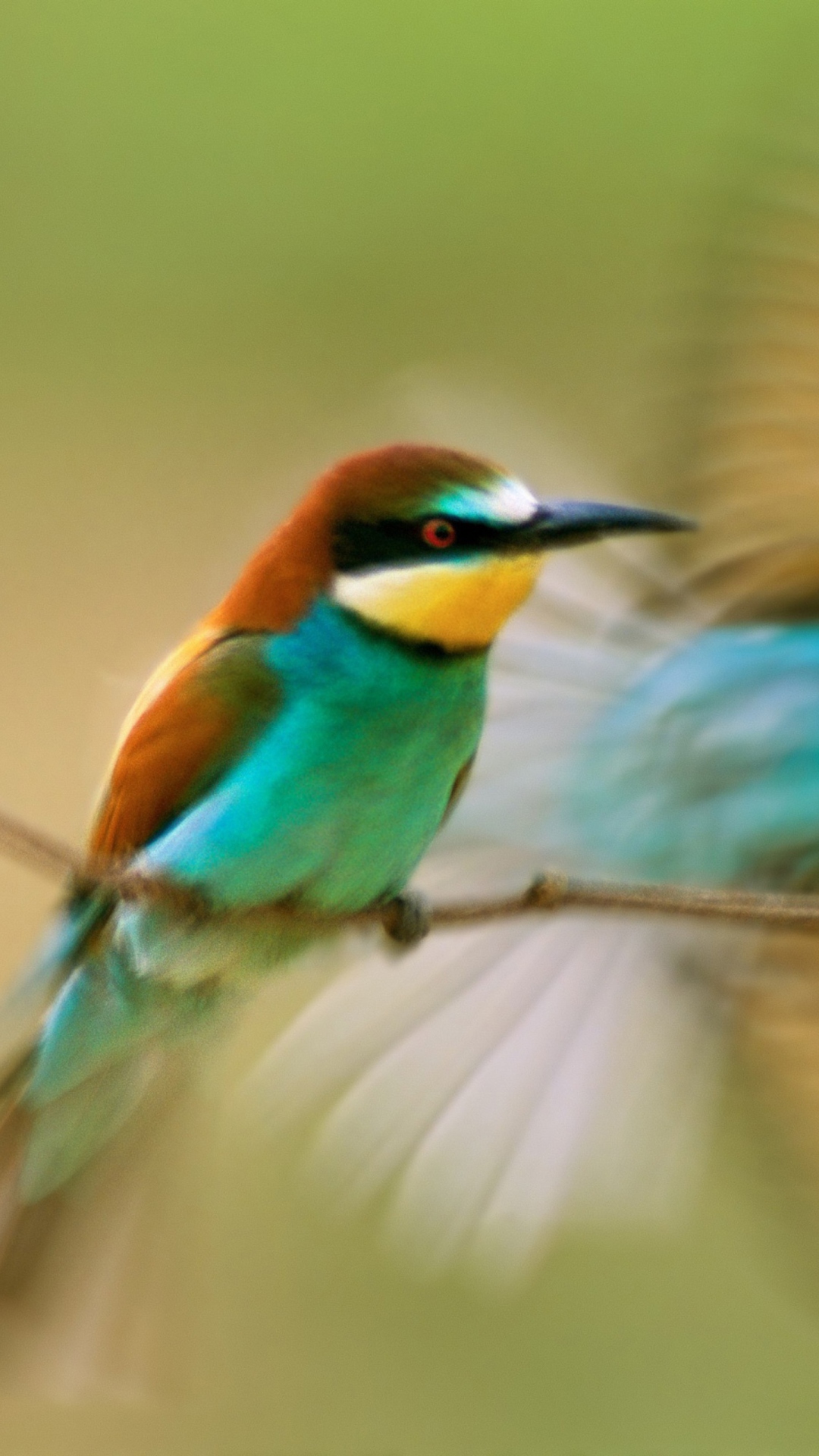 Das Humming Bird Wallpaper 1080x1920