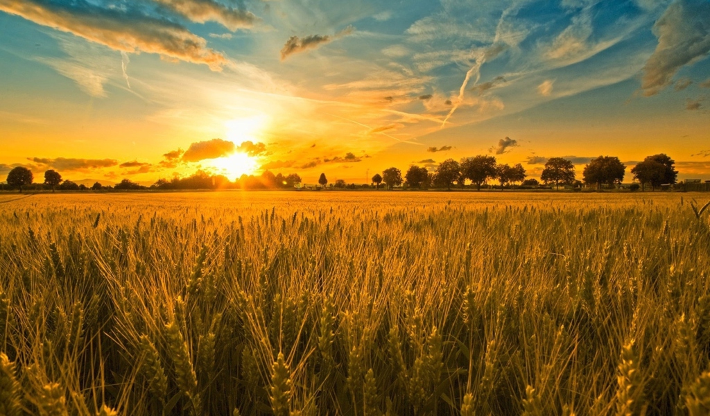 Sfondi Sunset And Wheat Field 1024x600